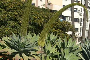 Estepona, bloemen en planten